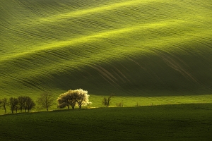 Salon.Photo Bronze Medal