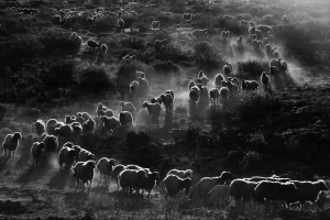 Salon.Photo Gold Medal